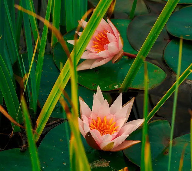 Проект ландшафтного дизайна Автополив21